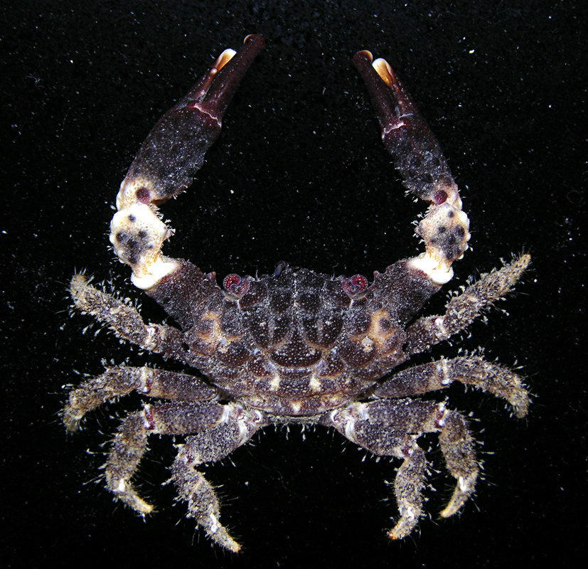 Cyclodius