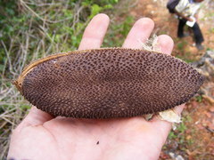 Amphilophium crucigerum