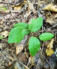 Aristolochia reticulata