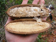 Amphilophium crucigerum