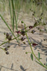 Scrophularia incisa