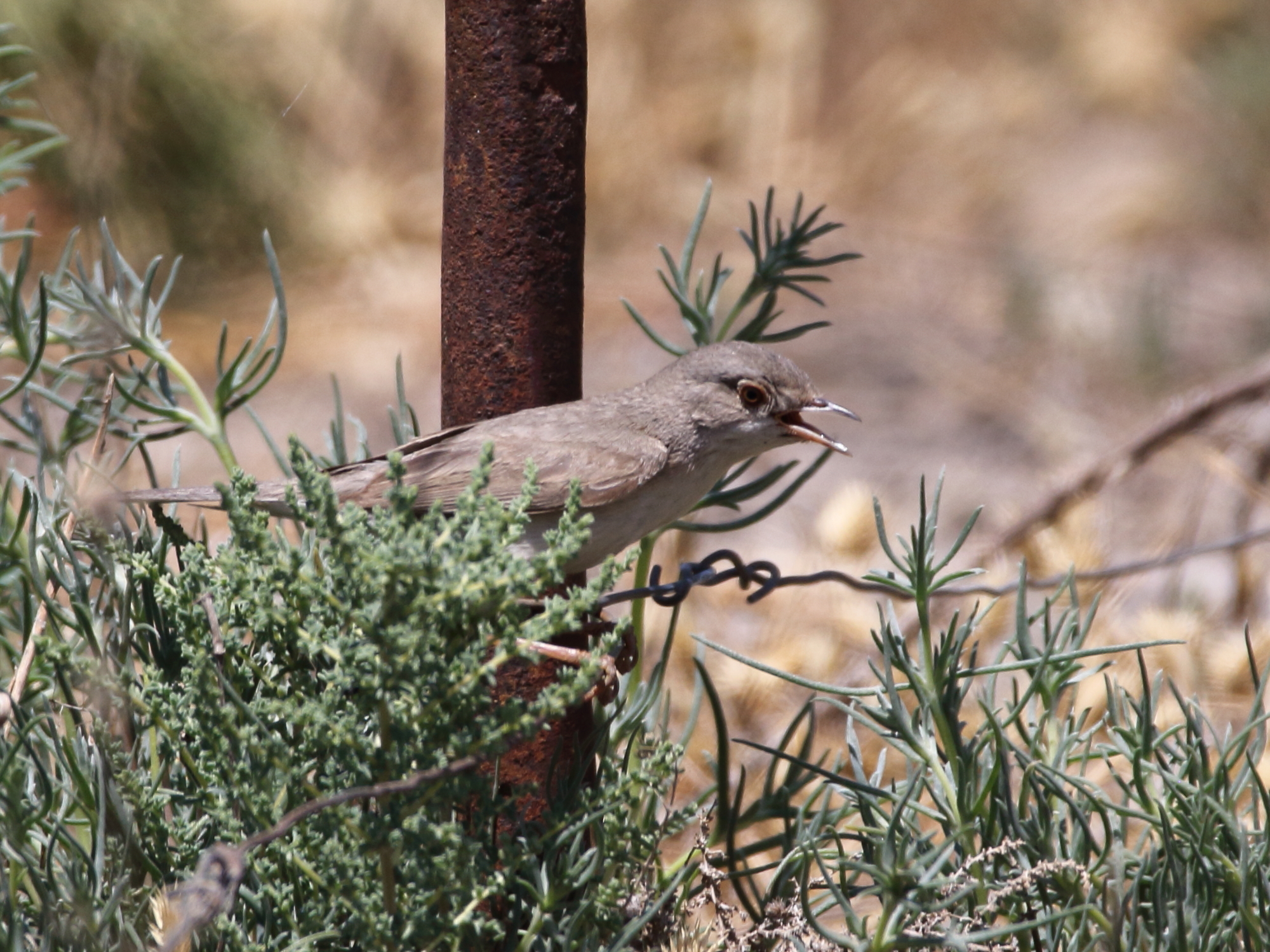 Menetries's Warbler (Curruca mystacea)