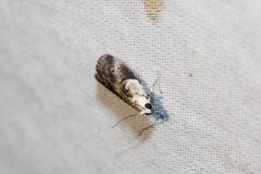 Acrobasis palliolella