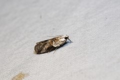 Acrobasis palliolella