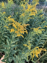Solidago