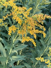 Solidago
