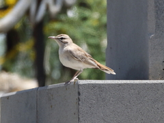 Cercotrichas galactotes