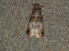 Oneida lunulalis