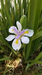 Dietes