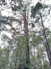 Eucalyptus regnans