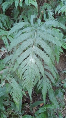 Tectaria phaeocaulis