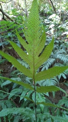 Tectaria phaeocaulis