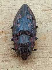 Chalcophora hondurasica