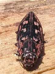 Chalcophora hondurasica