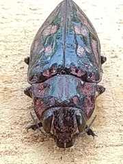 Chalcophora hondurasica