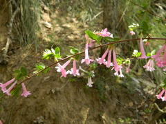 Vesalea floribunda