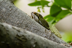 Diceroprocta alacris