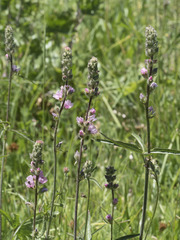 Sidalcea oregana spicata