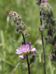 Sidalcea oregana spicata