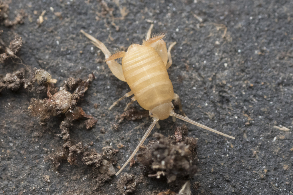 West Coast Ant Cricket