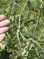 Sidalcea oregana spicata