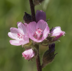 Sidalcea oregana spicata