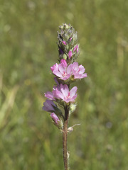 Sidalcea oregana spicata