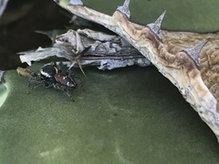 Phidippus cruentus