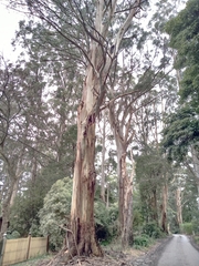 Eucalyptus regnans