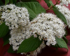 Viburnum jucundum