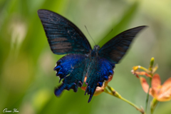 Papilio bianor thrasymedes