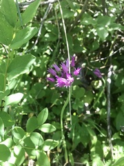Allium brevistylum