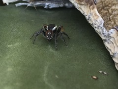 Phidippus cruentus