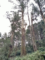 Eucalyptus regnans