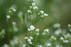 Galium sylvaticum