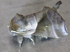 Gonoclostera timoniorum