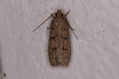 Anacampsis innocuella