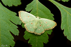 Comostola subtiliaria