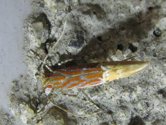 Labdia semicoccinea