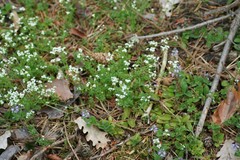 Galium sylvaticum