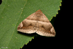 Buzara onelia