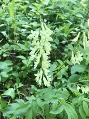 Digitalis lutea