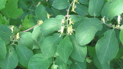 Lonicera