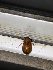 Cyclocephala borealis