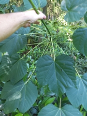 Vernicia fordii