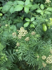 Tanacetum vulgare boreale