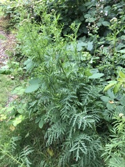 Tanacetum vulgare boreale