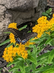 Papilio polyxenes