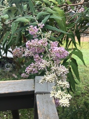 Buddleja salviifolia