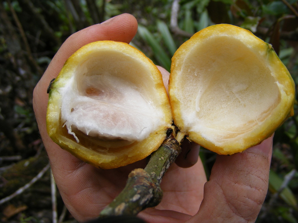 Garcinia humilis Achachairú